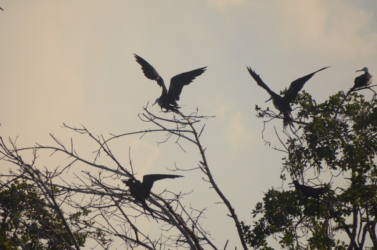 Magnificent Frigatebird - ML624231961