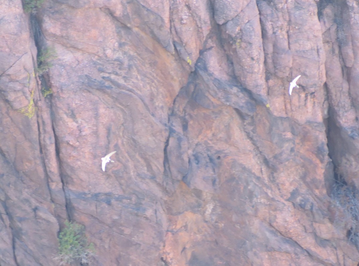 White-throated Swift - Robert Tonge