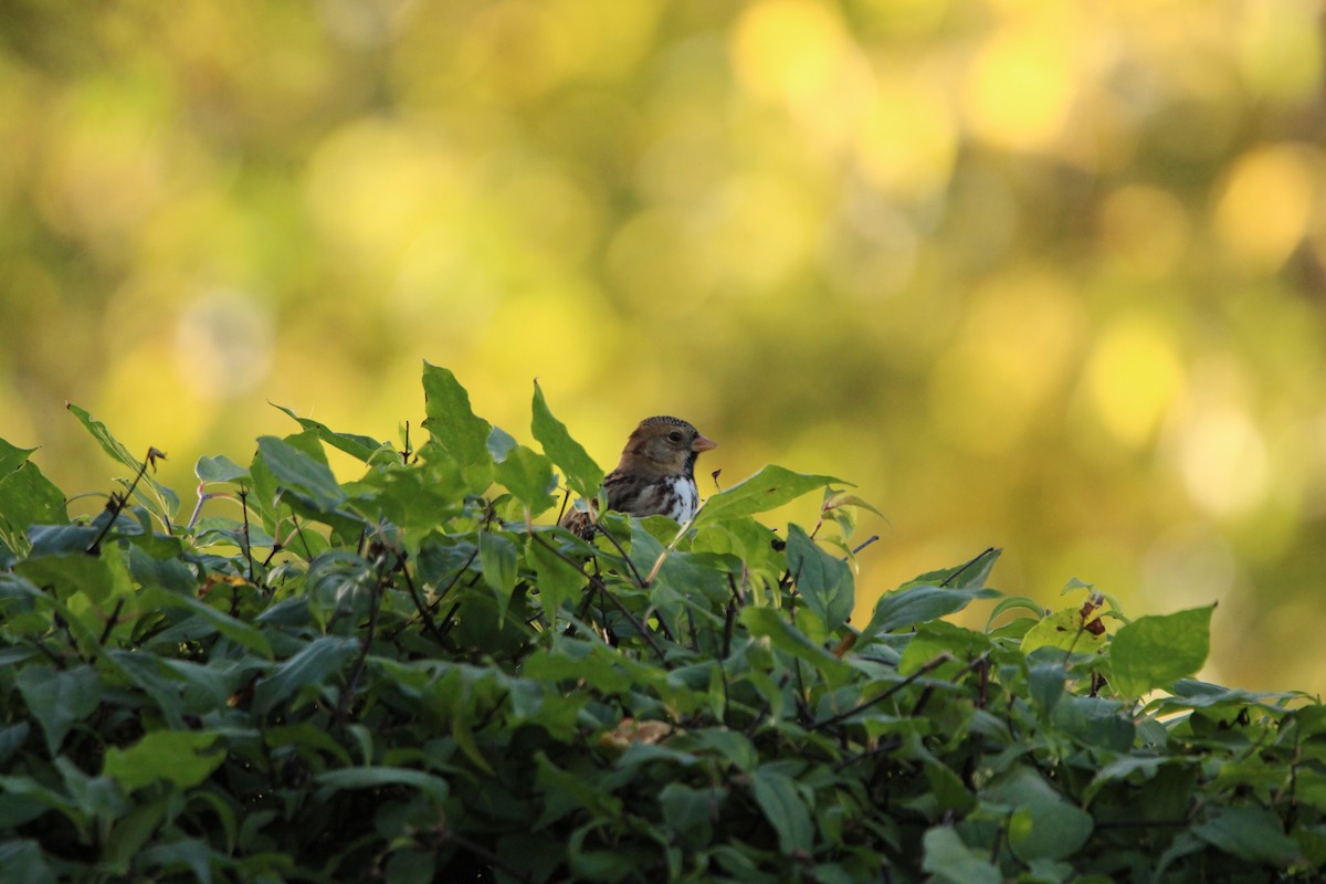 Harris's Sparrow - ML624231966