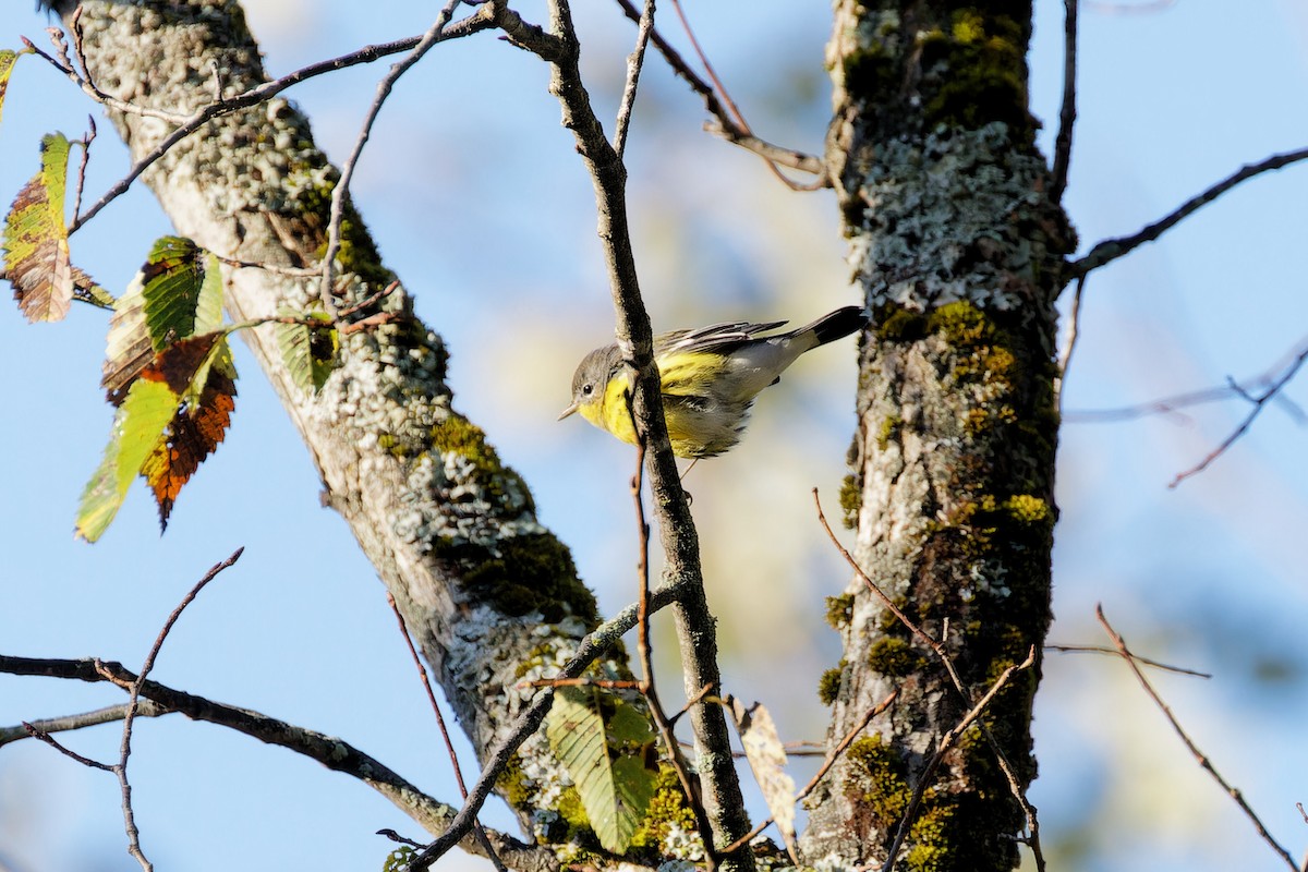 Magnolia Warbler - ML624231971