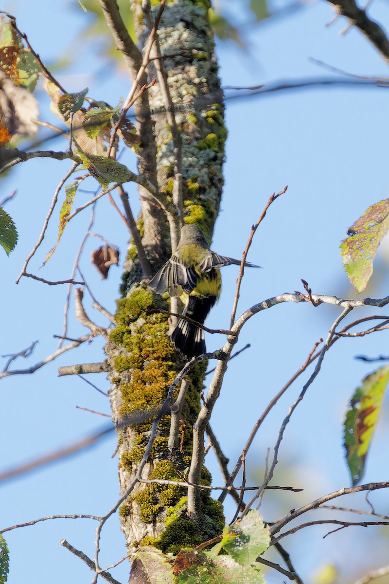 Magnolia Warbler - ML624231973