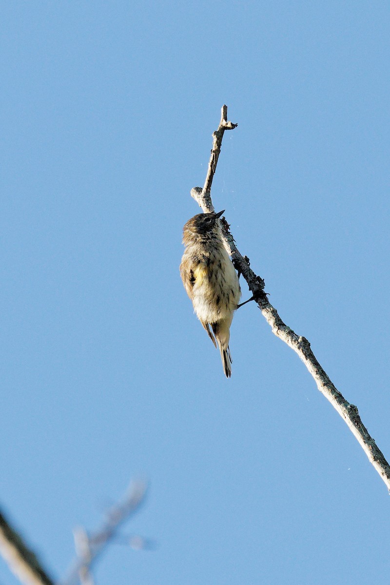 Yellow-rumped Warbler - ML624231983