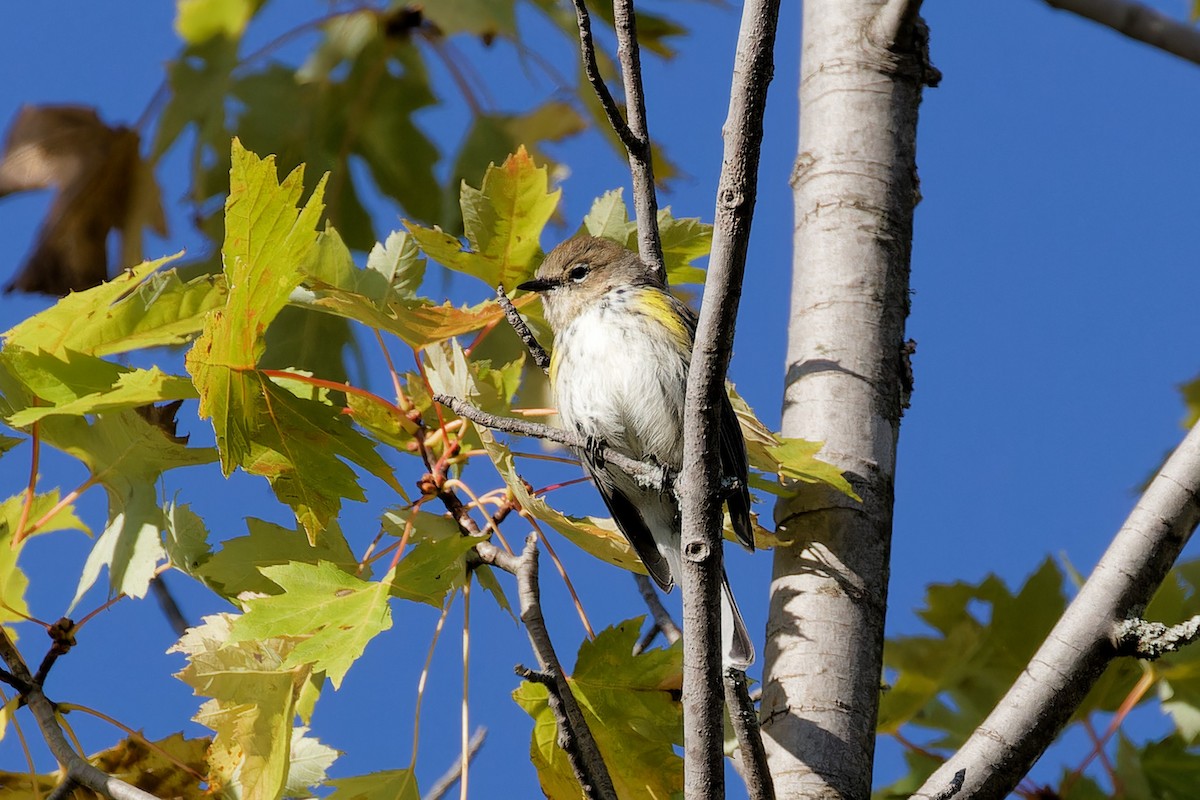 Yellow-rumped Warbler - ML624231985