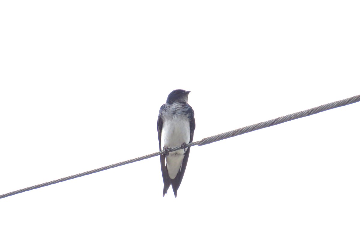 Gray-breasted Martin - ML624231986