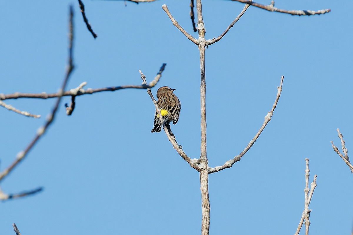 Yellow-rumped Warbler - ML624231987