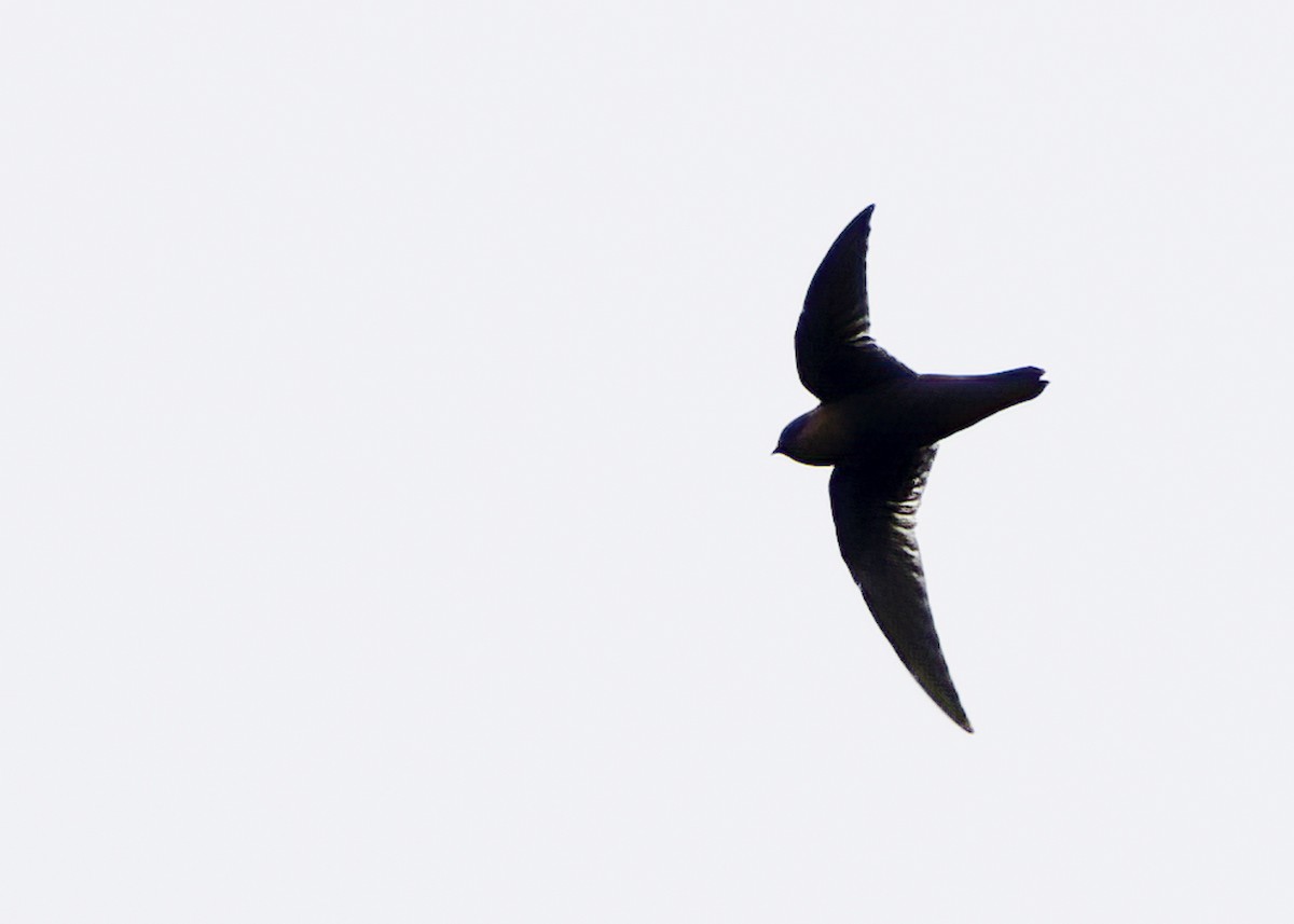 Chestnut-collared Swift - ML624232005