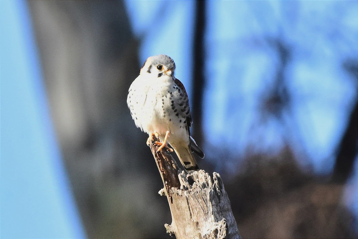 American Kestrel - ML624232012