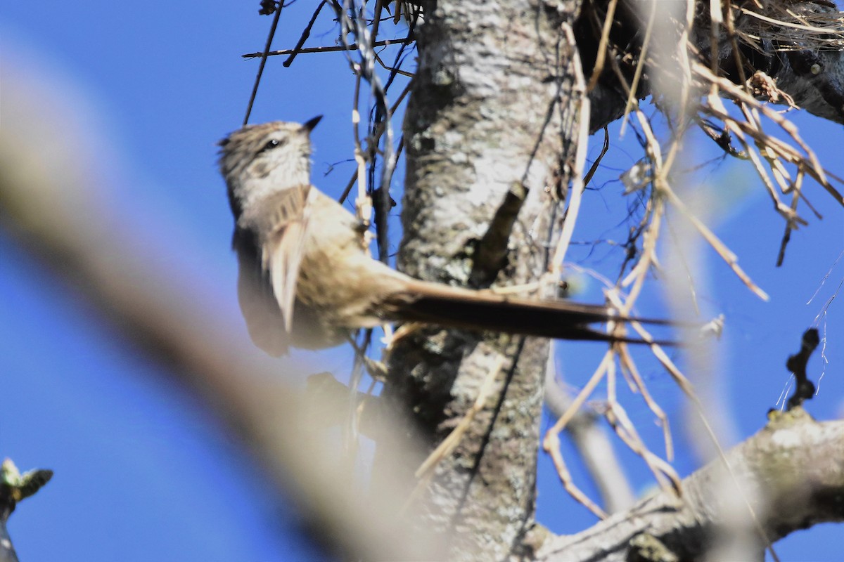 Tufted Tit-Spinetail - ML624232016