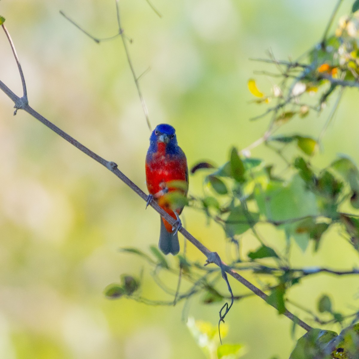 Painted Bunting - ML624232029