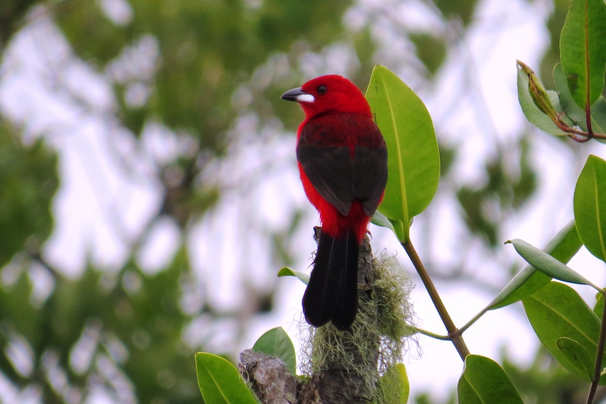 Brazilian Tanager - ML624232031