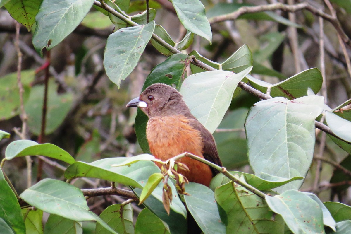 Brazilian Tanager - ML624232032