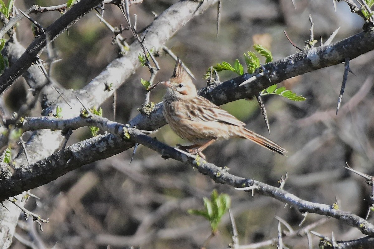 Lark-like Brushrunner - ML624232063