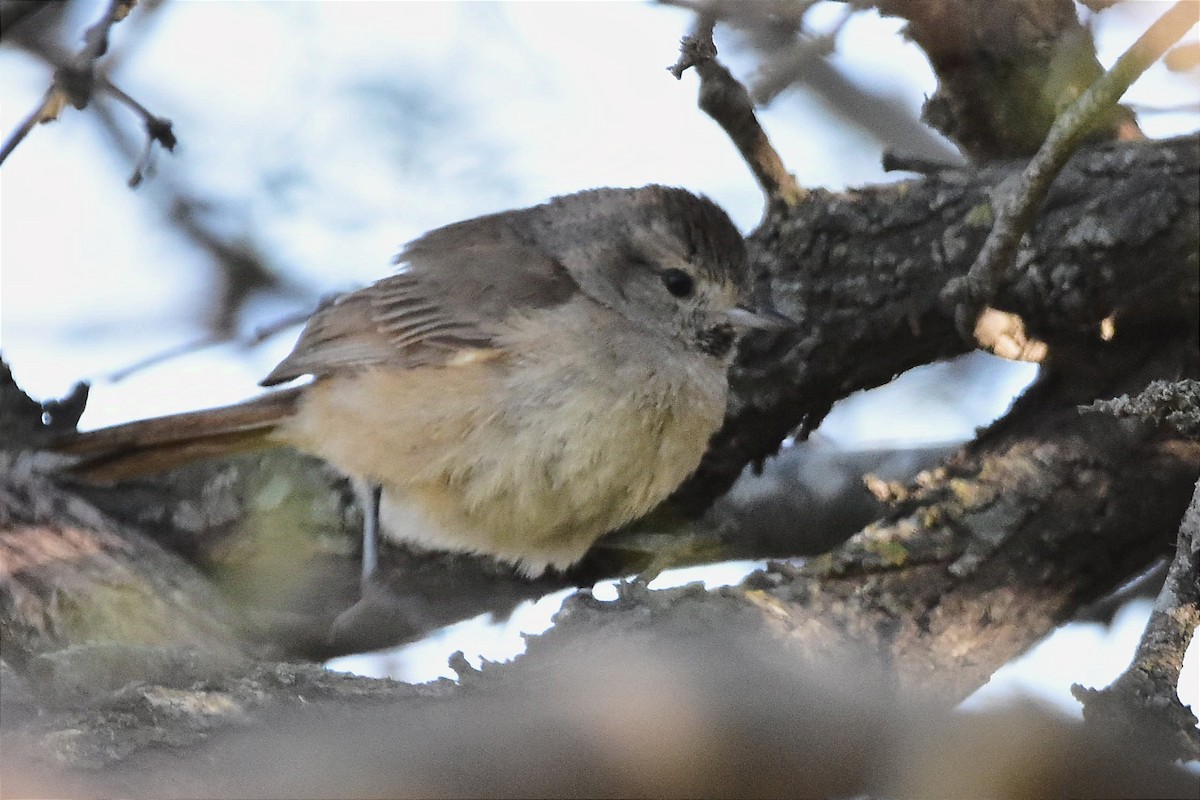 Short-billed Canastero - ML624232068