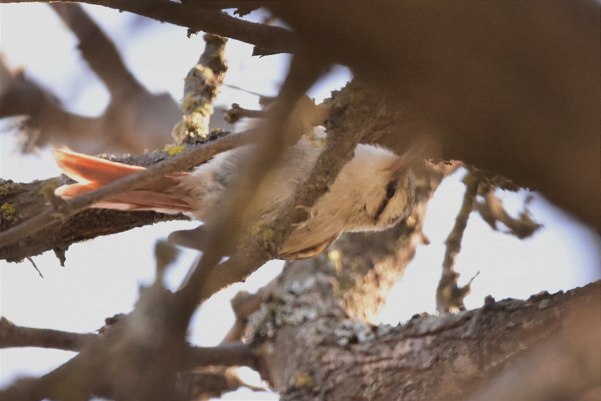 Stripe-crowned Spinetail - ML624232071