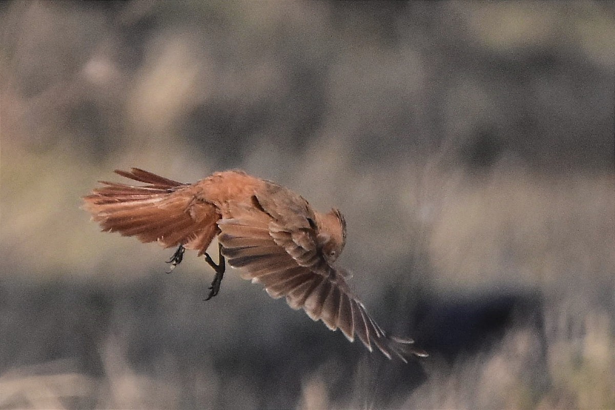 Brown Cacholote - ML624232073