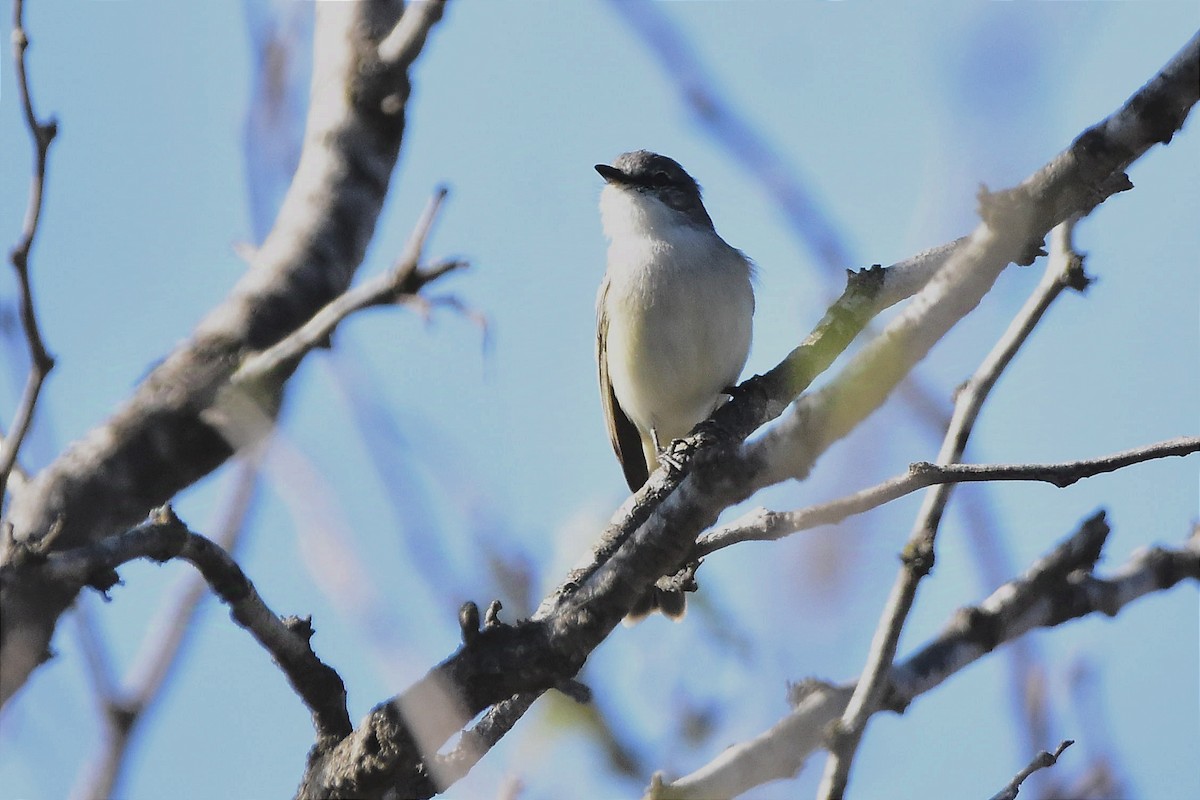 Suiriri Flycatcher - ML624232082