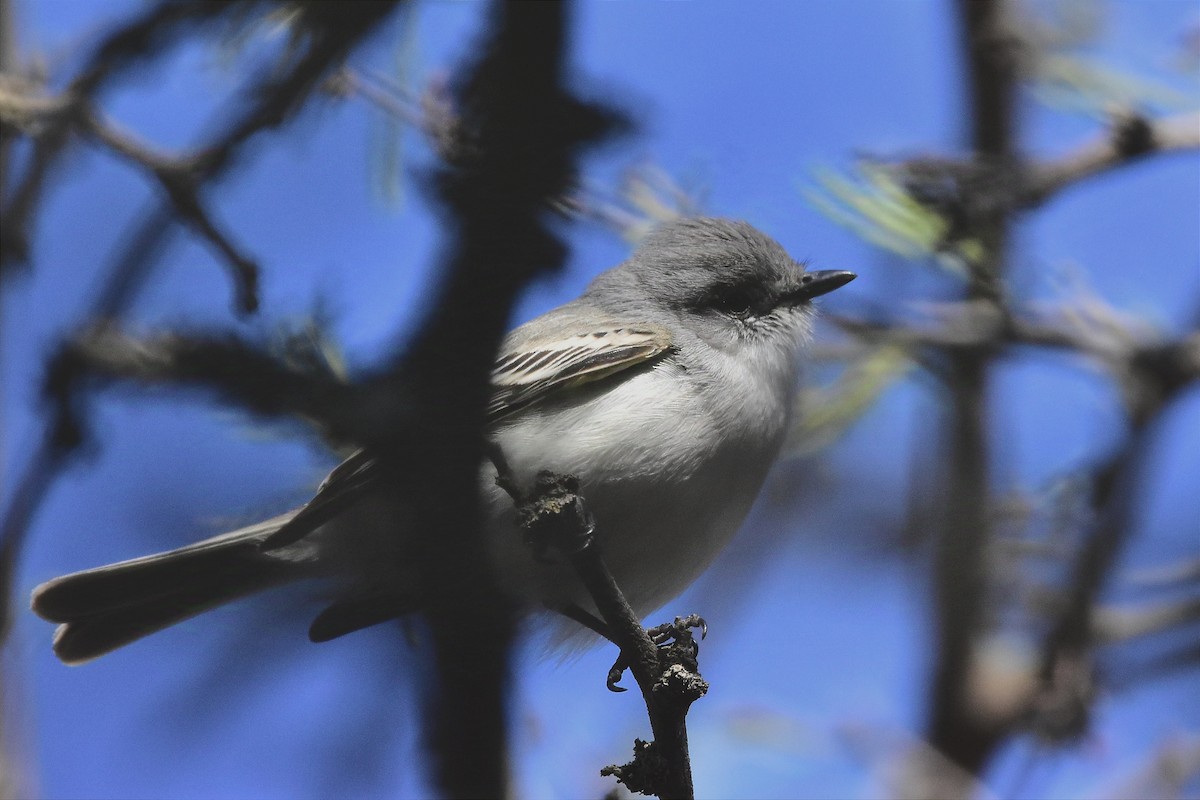 Suiriri Flycatcher - ML624232083