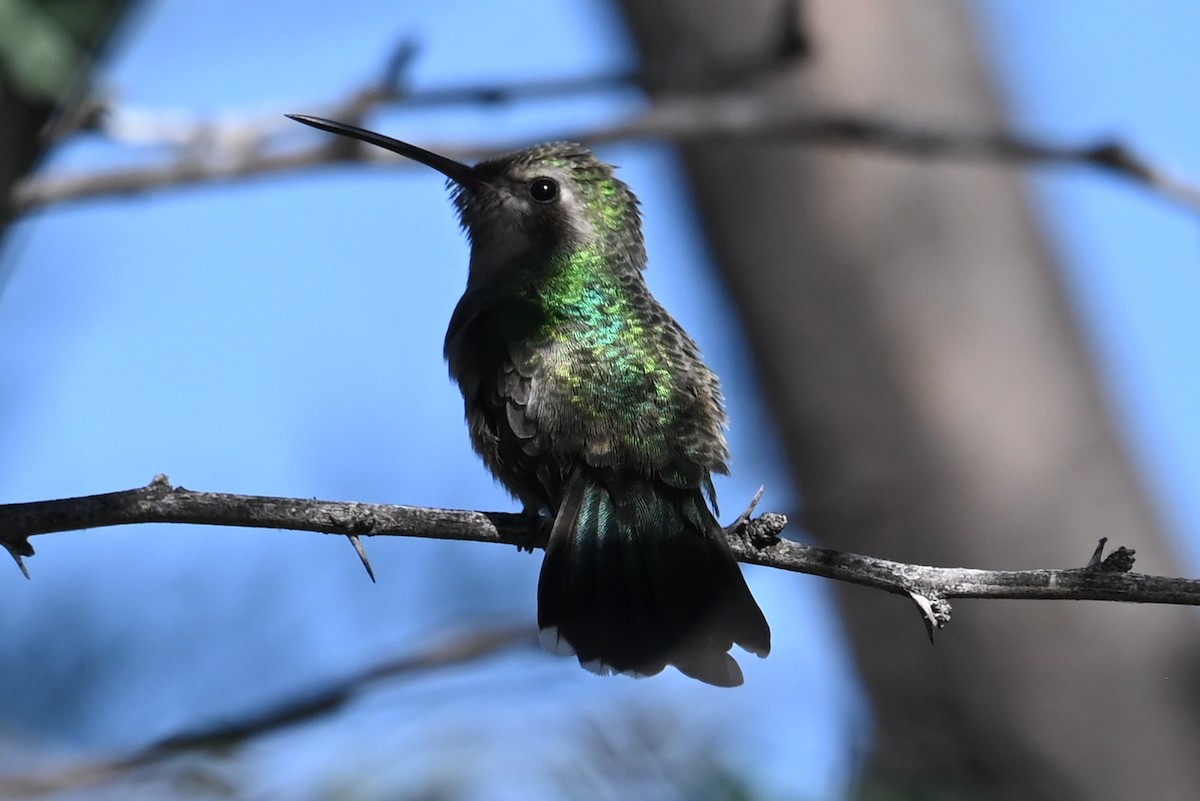 Broad-billed Hummingbird - ML624232093