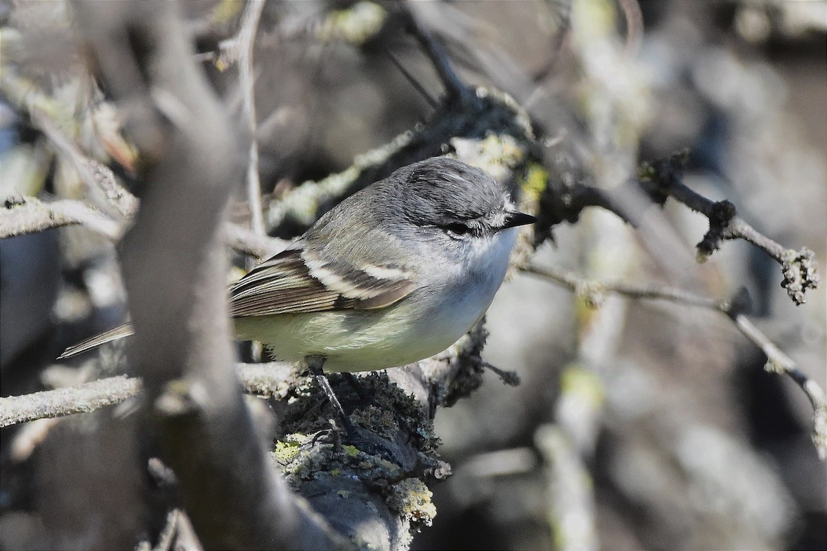 White-crested Tyrannulet - ML624232094