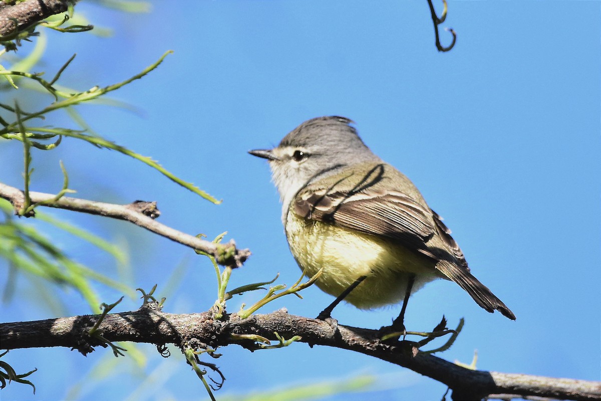 Straneck's Tyrannulet - ML624232100