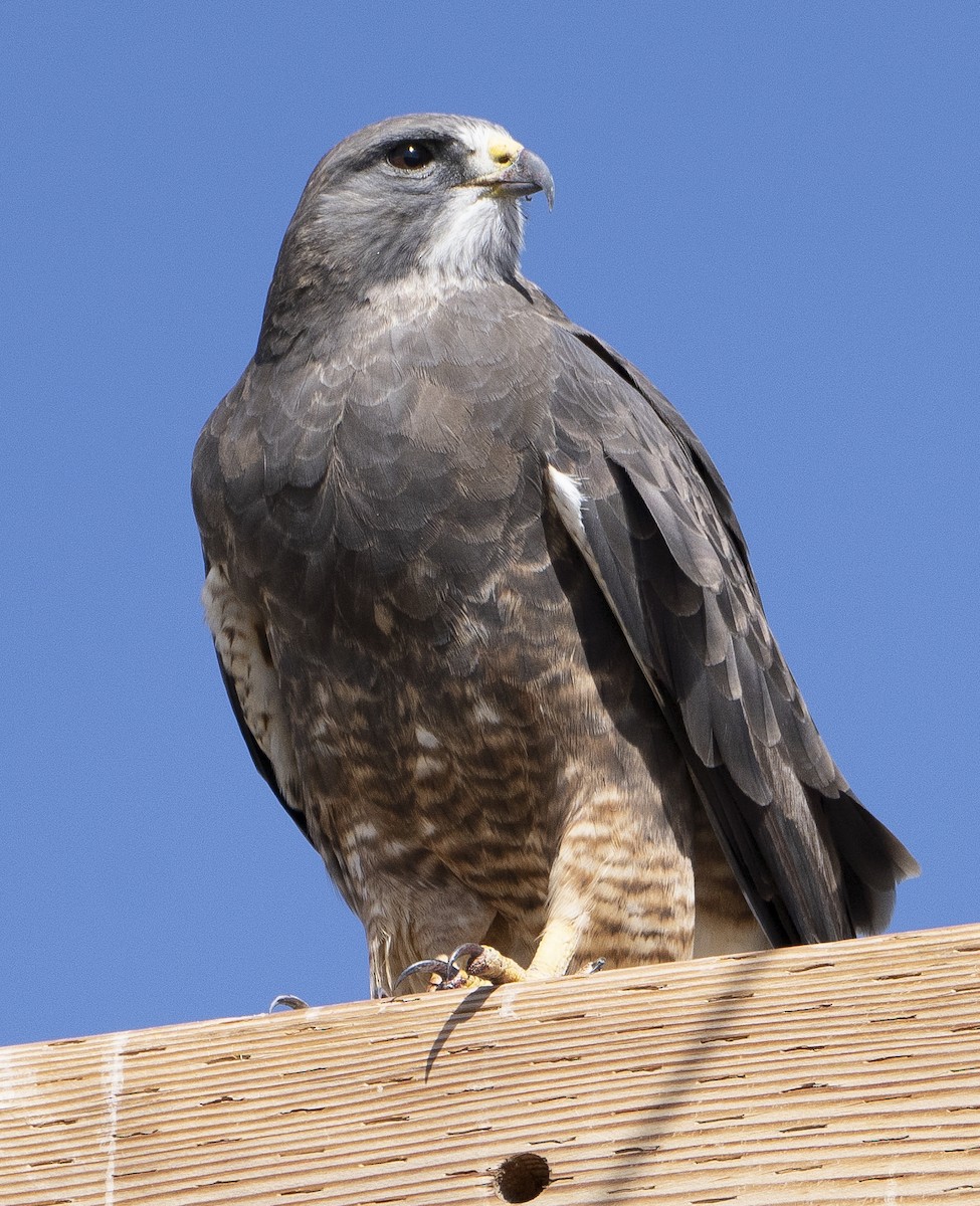 Swainson's Hawk - ML624232106