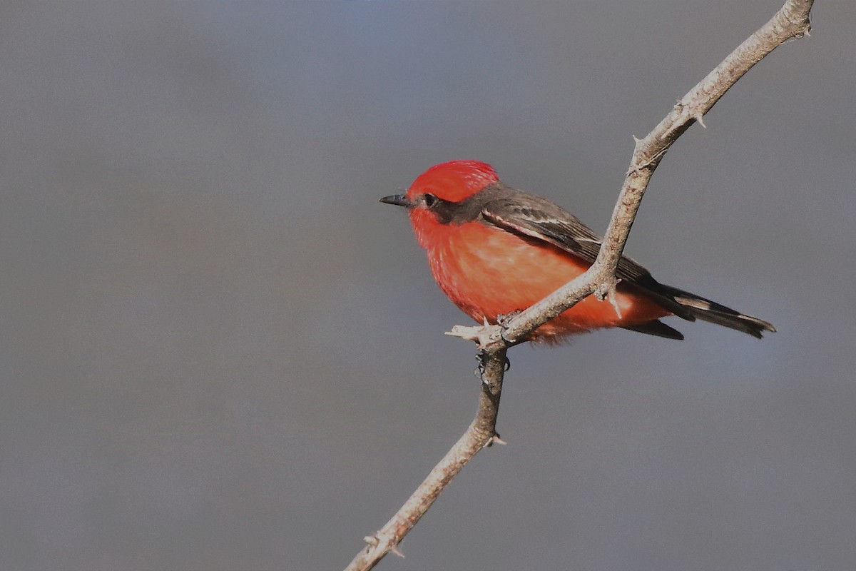 Vermilion Flycatcher - Juan Bardier