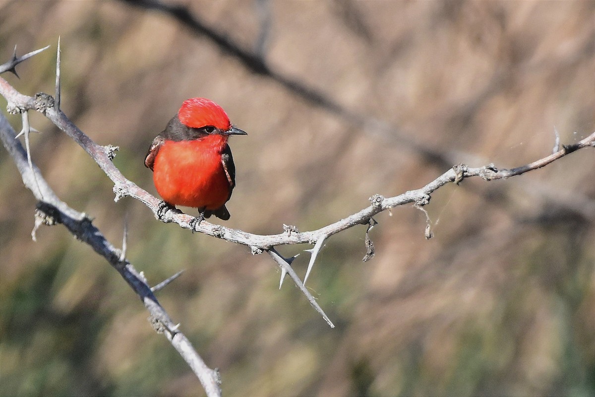 Vermilion Flycatcher - ML624232112