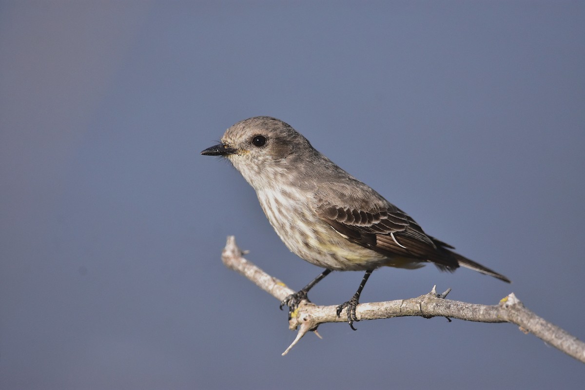 Vermilion Flycatcher - ML624232113