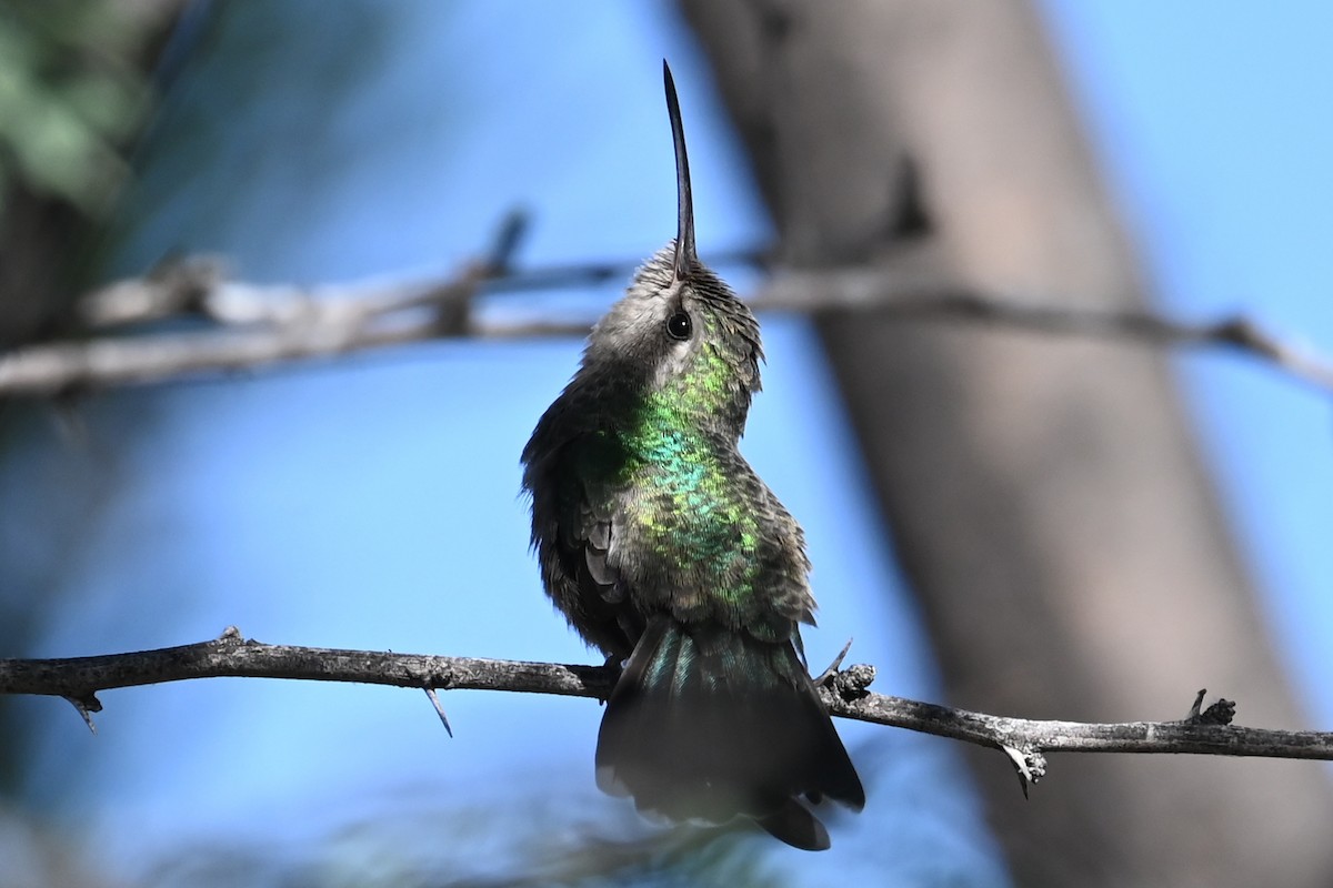 Broad-billed Hummingbird - ML624232135