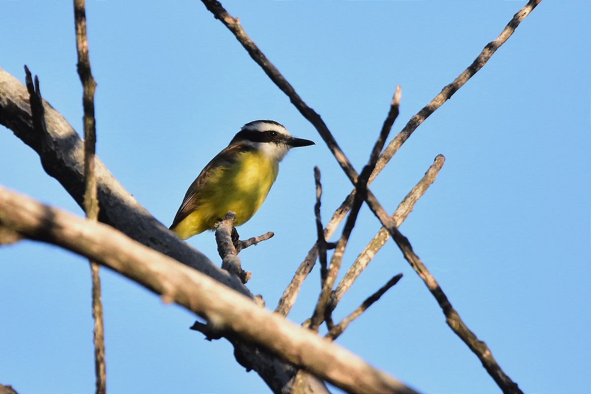 Great Kiskadee - ML624232153