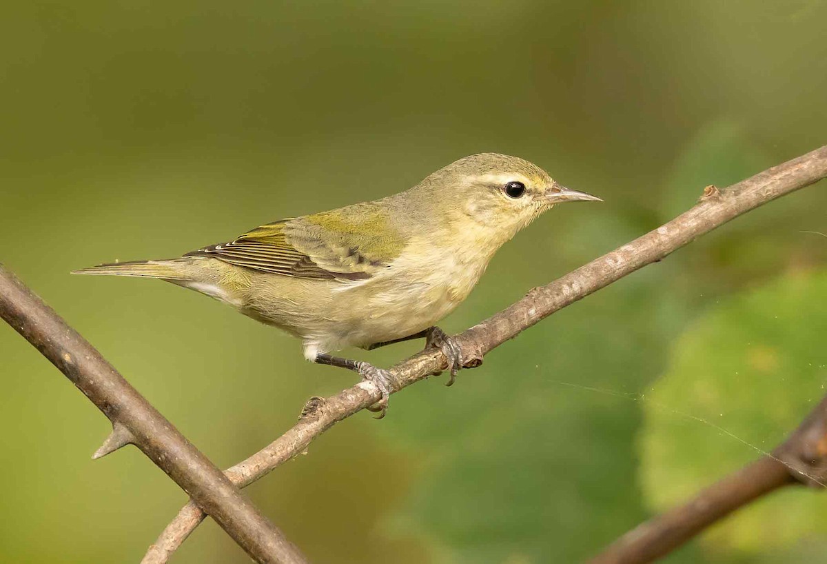 Tennessee Warbler - ML624232157