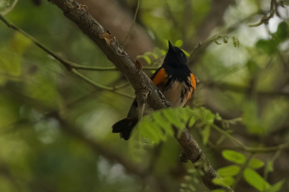 American Redstart - ML624232161