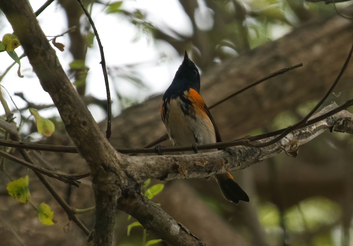 American Redstart - ML624232162