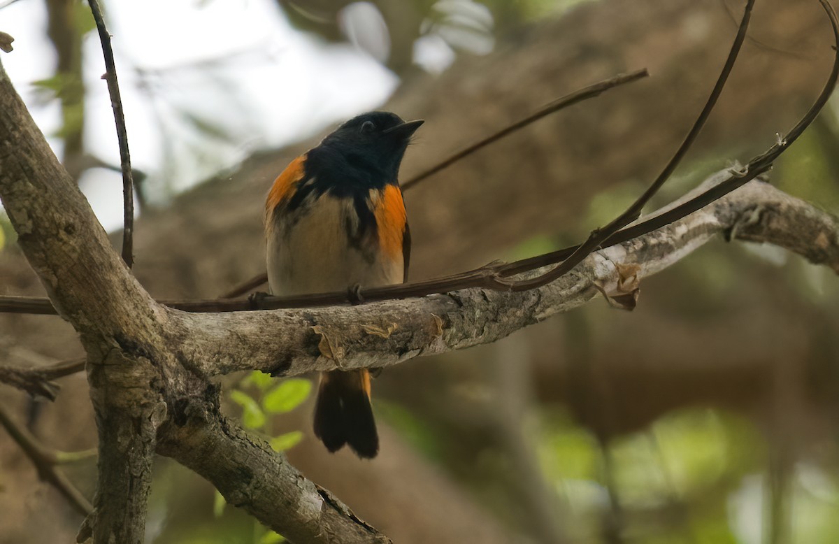 American Redstart - ML624232164