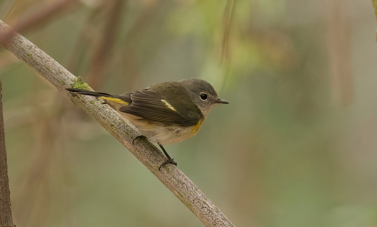 American Redstart - ML624232165