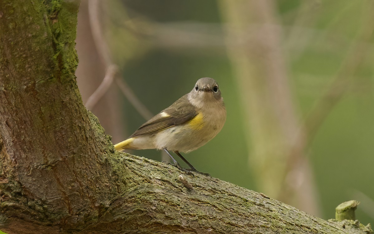 American Redstart - ML624232166