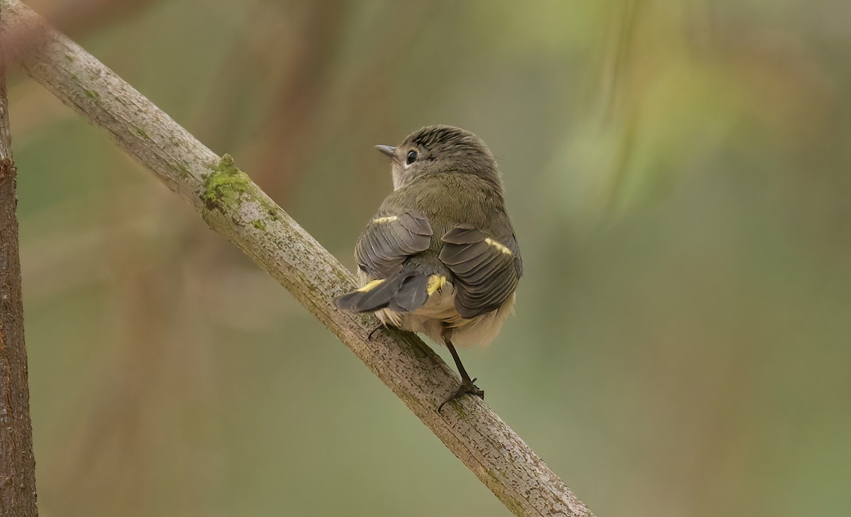 American Redstart - ML624232167