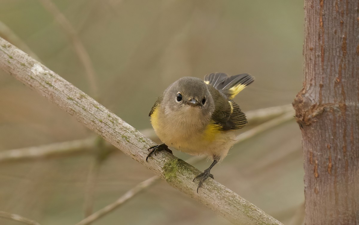 American Redstart - ML624232168