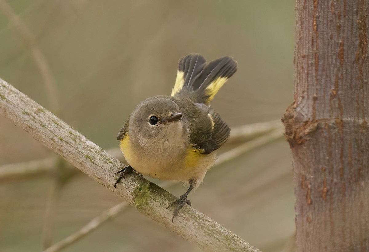 American Redstart - ML624232169