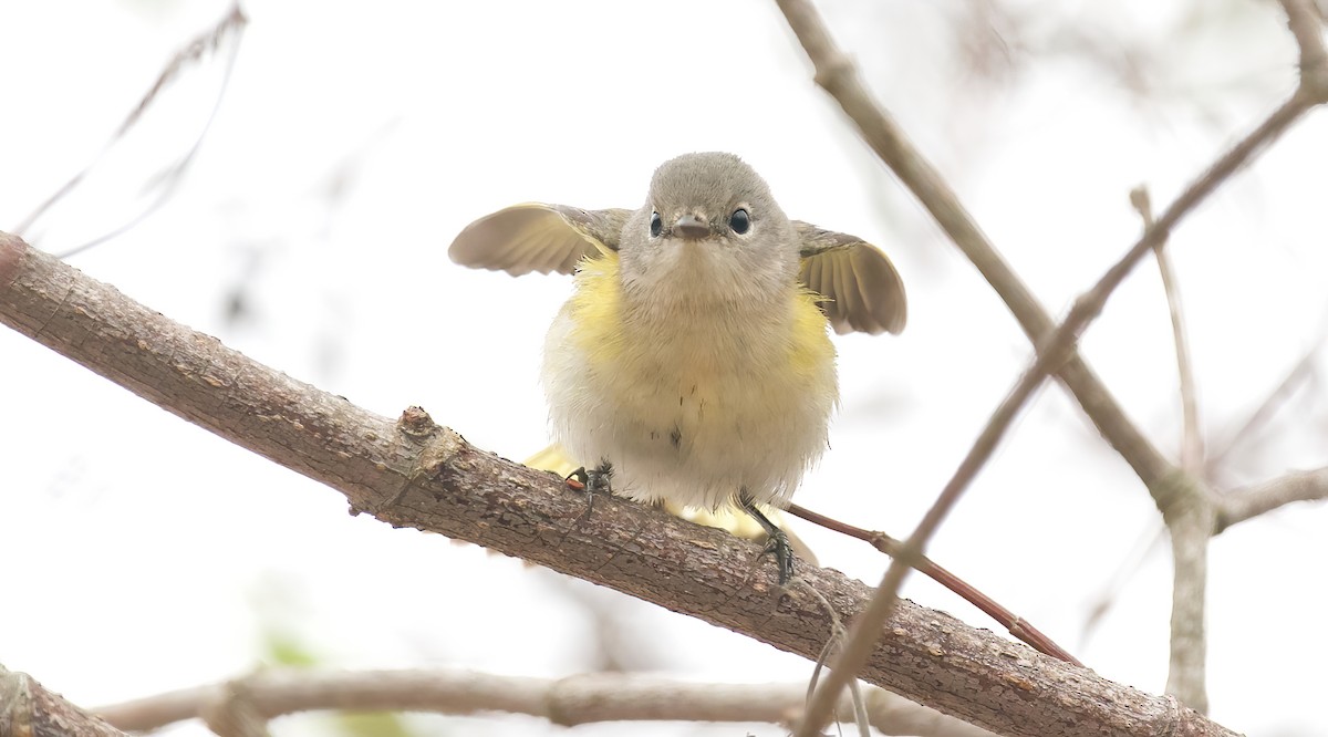 American Redstart - ML624232170