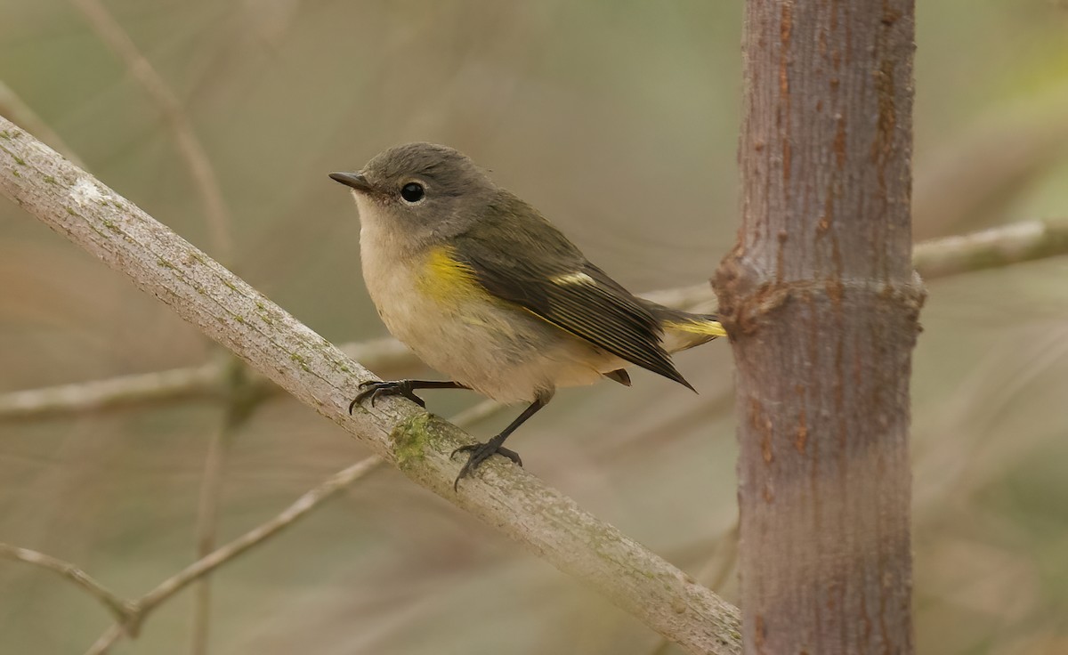 American Redstart - ML624232171