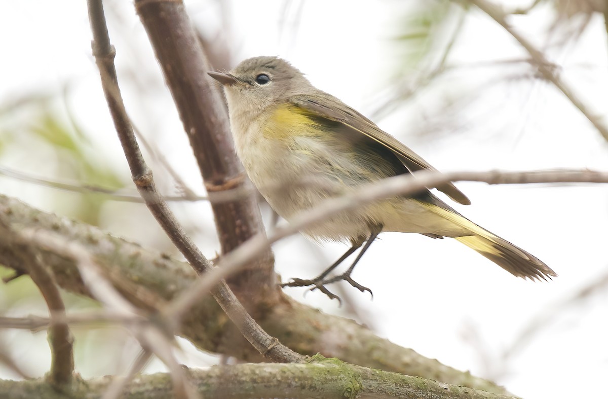 American Redstart - ML624232172