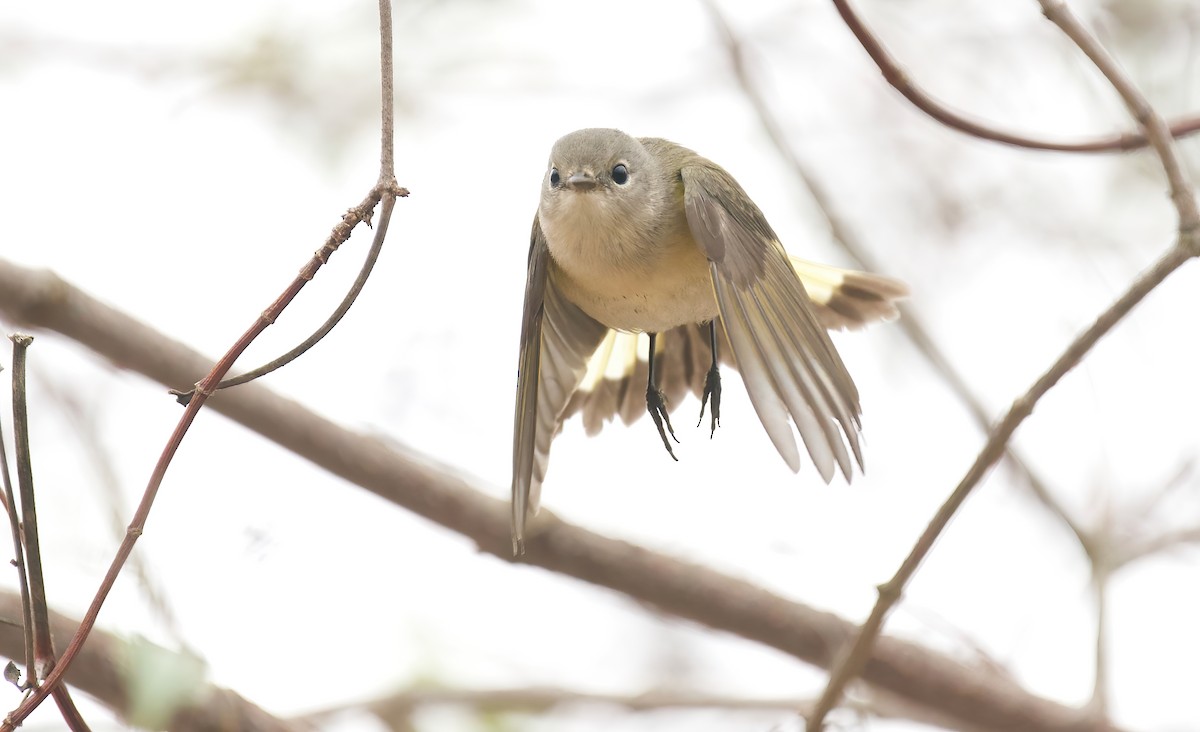 American Redstart - ML624232173