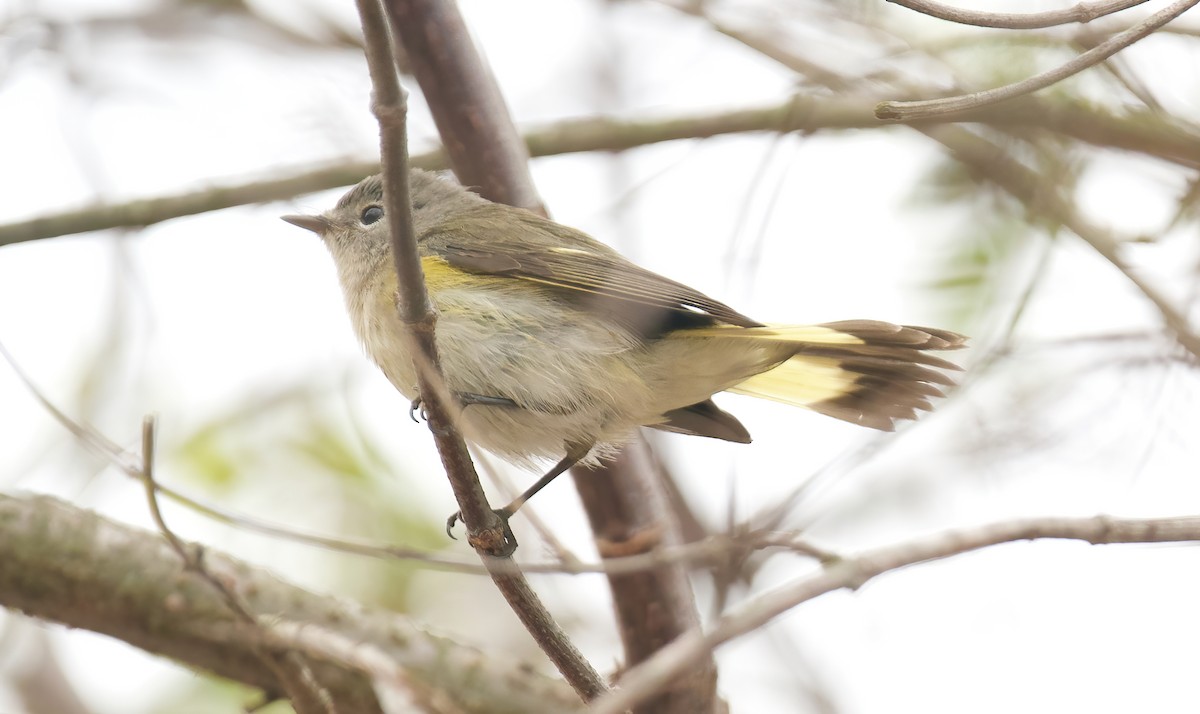 American Redstart - ML624232174