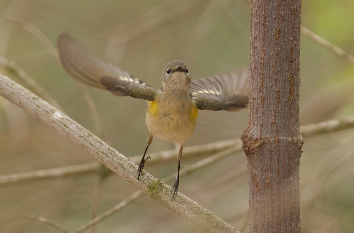 American Redstart - ML624232175