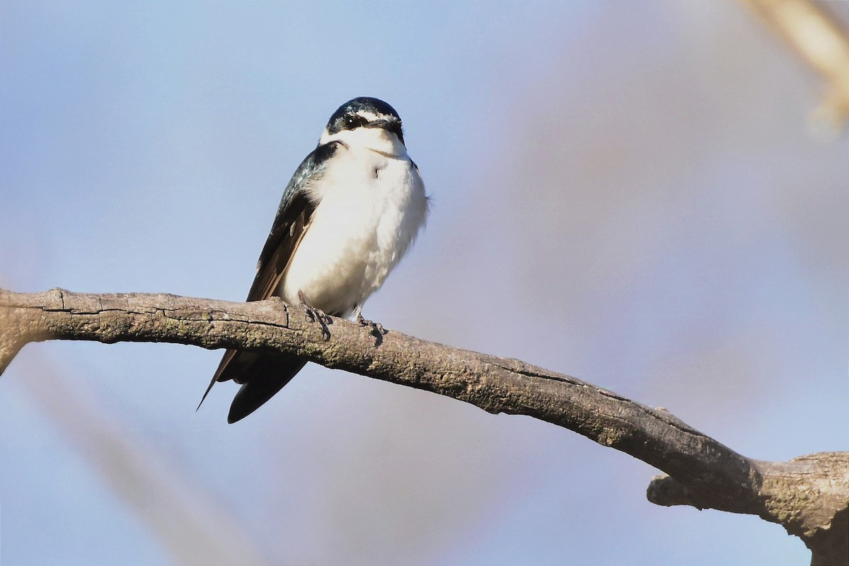 White-rumped Swallow - ML624232178