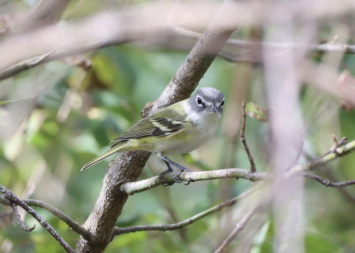 Blue-headed Vireo - ML624232180