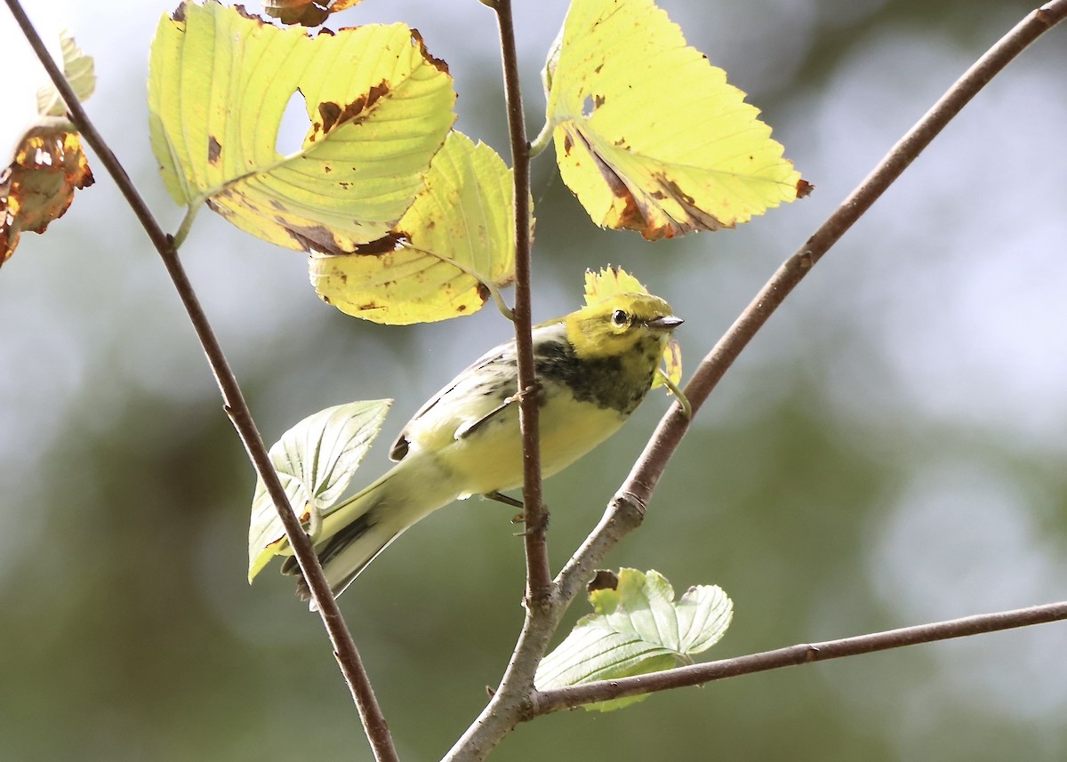 Black-throated Green Warbler - ML624232185