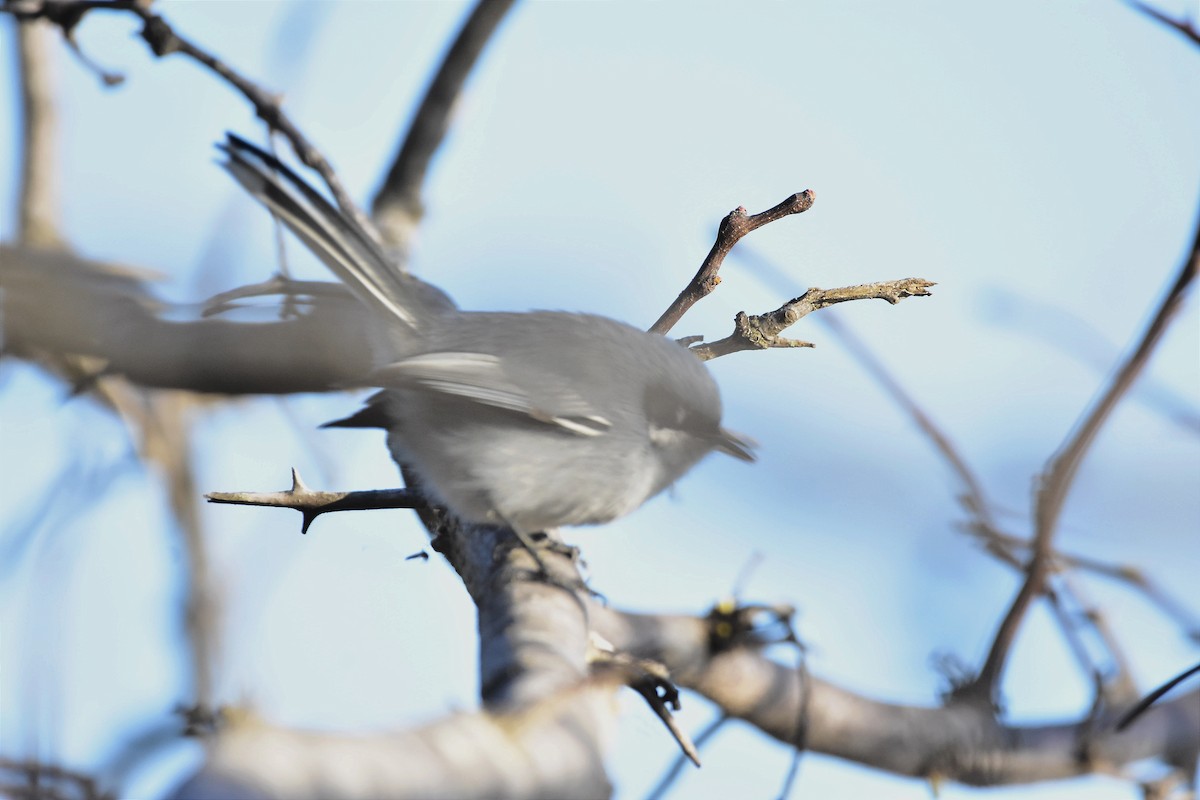 Masked Gnatcatcher - ML624232192