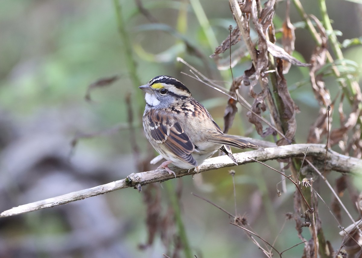 White-throated Sparrow - ML624232198